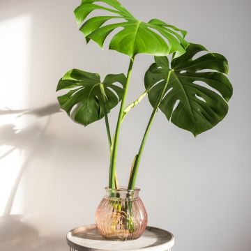 Monstera deliciosa - Costilla de Adán