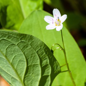 Claytonia sibirica Alba - Belleza siberiana de primavera