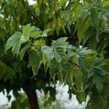 Morus alba Fruitless - Morera blanca sin frutos