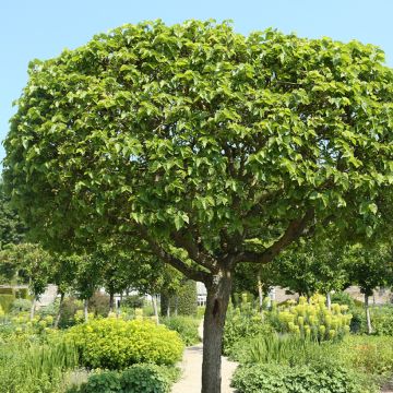 Morus alba Nana - Morera blanca enana