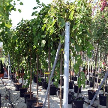 Morus alba Pendula - Morera blanca