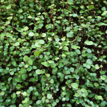 Muehlenbeckia complexa Sealand Compact - Enredadera de alambre
