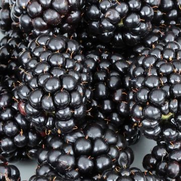 Zarzamora Black Cascade