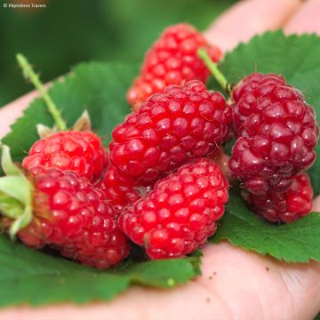 Zarzamora tayberry Bounty Berry
