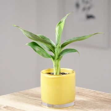 Musa acuminata - Platanera