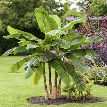 Musa sikkimensis Ever Red - Platanero