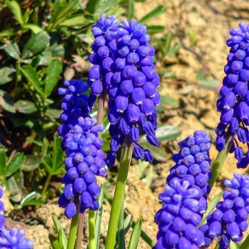 Muscari botryoides - Jacinto de la uva