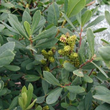 Myrica gale - Mirto de Brabante