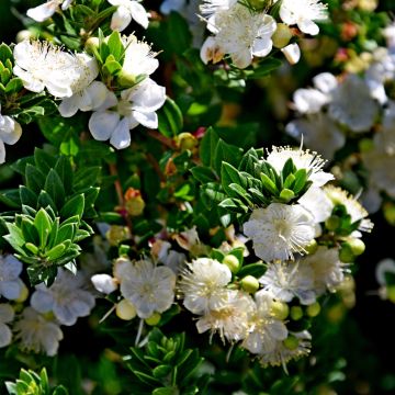 Mirto de Tarento - Myrtus communis subsp.tarentina