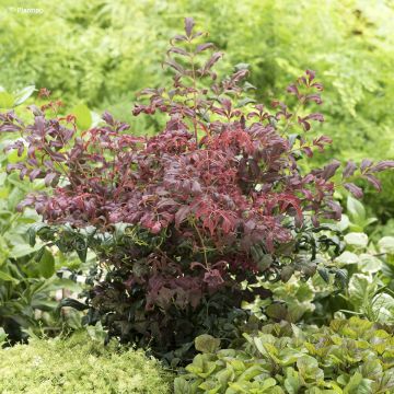 Nandina domestica Curly Obsessed - Bambú sagrado