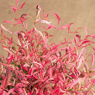 Nandina domestica Pretty Flamingo®- Bambú sagrado