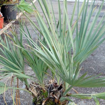 Nannorrhops ritchiana Silver - Palmera