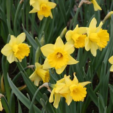 Narciso Camelot