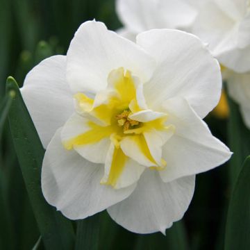Narciso Lemon Beauty