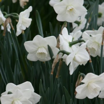 Narciso Misty Glen