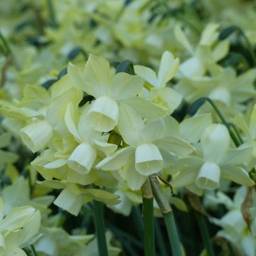 Narciso Moonlight Sensation