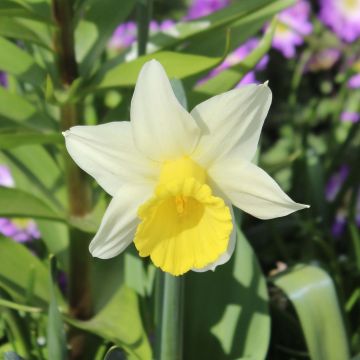 Narcisus cyclamineus Peeping Jenny