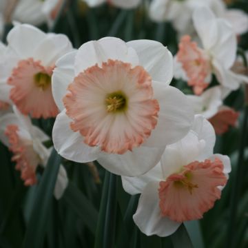 Narciso Sentinel
