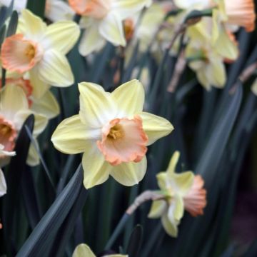 Narciso Tickled Pinkeen