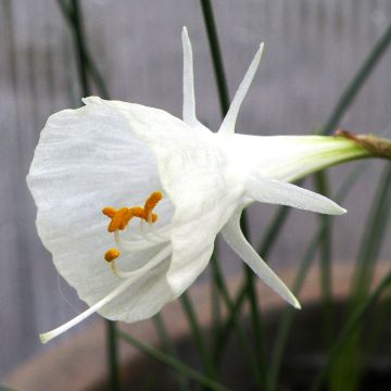 Narciso bulbocodium Cantabricus - Narciso de olor