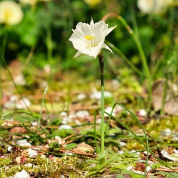 Narciso bulbocodium Falda Blanca