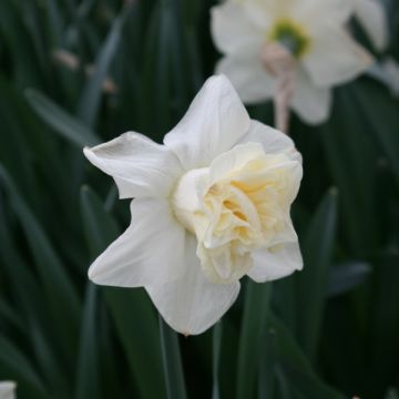 Narciso Popeye