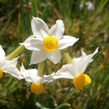 Narciso tazetta Canaliculatus
