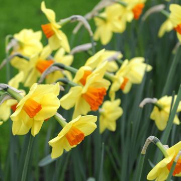 Narciso Red Devon