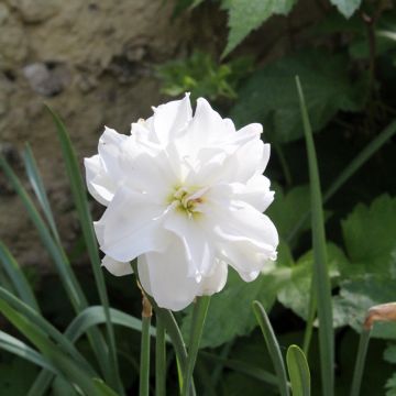 Narciso de los poetas - Narcissus poeticus Albus Plenus Odoratus
