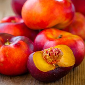 Nectarina enana - Nectarina plana de pulpa amarilla Ecológica Raíces desnudas