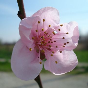 Nectarina