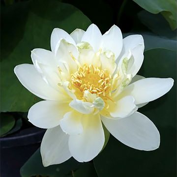 Nelumbo Jin Hehuan - Flor de loto