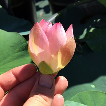 Nelumbo Princess Abby of Ten-Mile Creek - Flor de loto