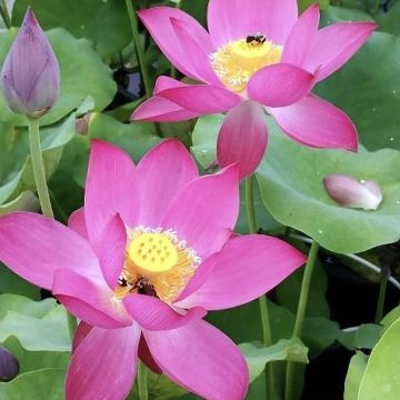 Nelumbo Red at Sunset - Flor de loto