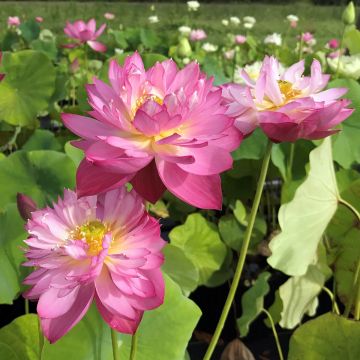 Nelumbo Elite Red - Flor de loto