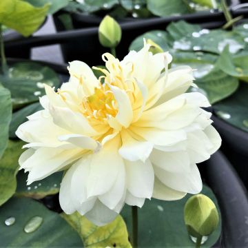 Nelumbo Gold & Resplendence - Flor de loto