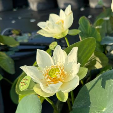 Nelumbo Little Antelope - Flor de loto