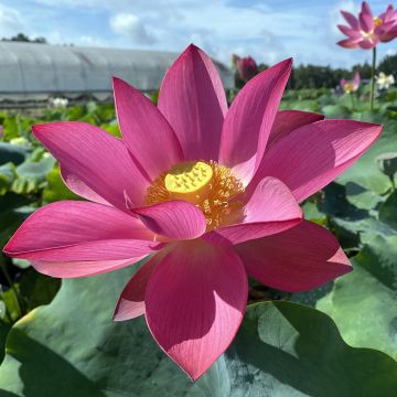 Nelumbo nucifera Ford's Raptor Red - Flor de loto