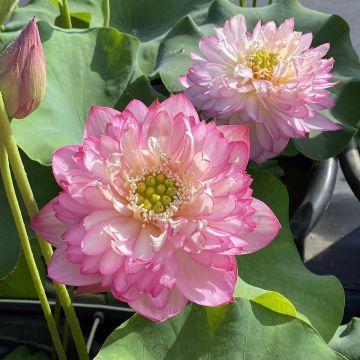 Nelumbo nucifera Pink Lady - Lotus des Indes