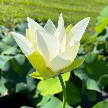 Nelumbo nucifera Tulip Lotus - Flor de loto