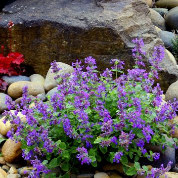 Nepeta Nova Blue - Hierba gatera