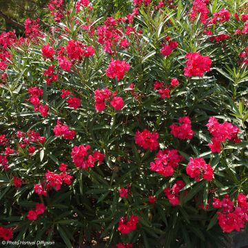 Adlefa roja plena - Nerium oleander Double Red