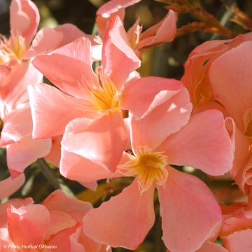 Adlefa salmon - Nerium oleander Salmon