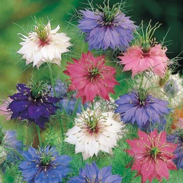 Nigella damascena Persian Jewels Mix - Arañuela