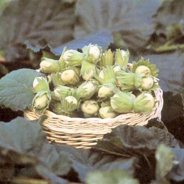Avellana Fertile de Coutard