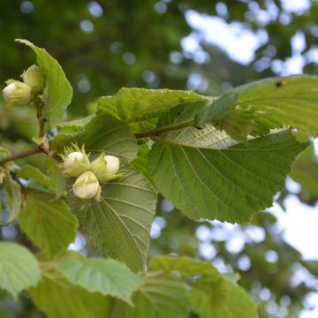 Avellano de Lambert Géant de Halle - Corylus maxima