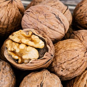 Nogal común - Juglans regia