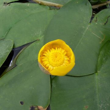 Nuphar lutea - Nenúfar amarillo