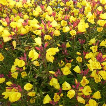Oenothera fruticosa Camel - Onagra Oenothera fruticosa Camel - Onagra