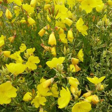 Oenothera fruticosa Silberblatt - Onagra Oenothera fruticosa Silberblatt - Onagra